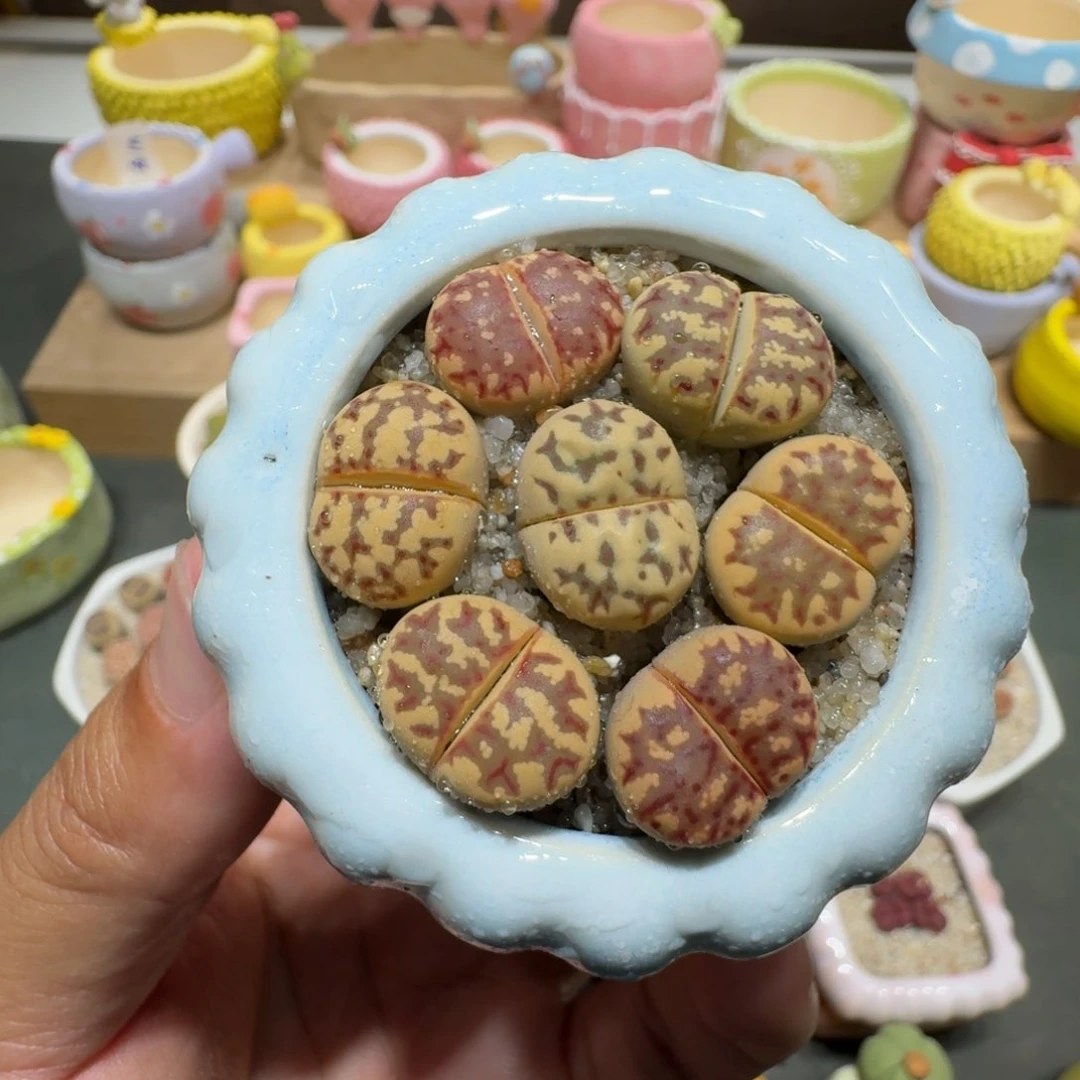 蘑菇213丽虹彩拼丽虹