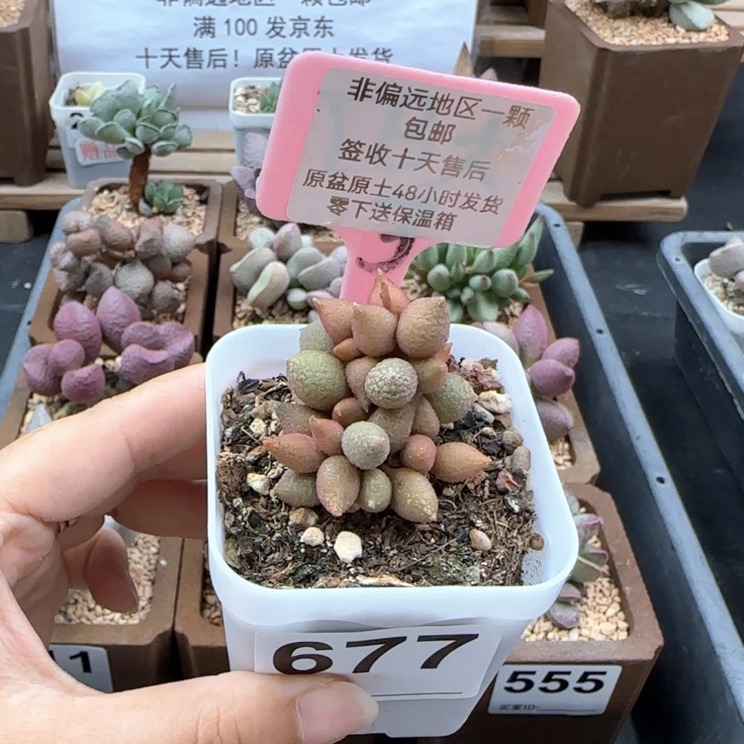 677小辣椒多肉植物