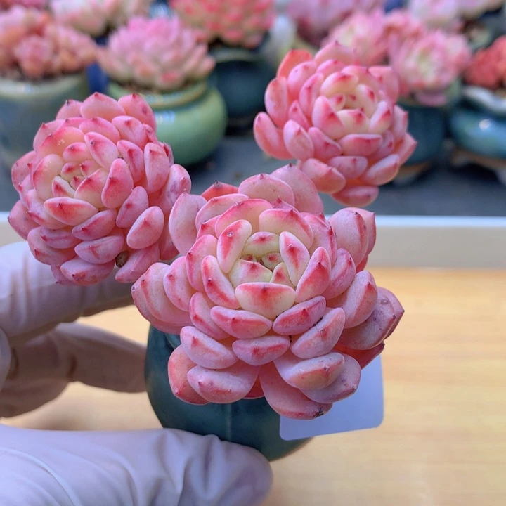 一物一拍满38包邮 138