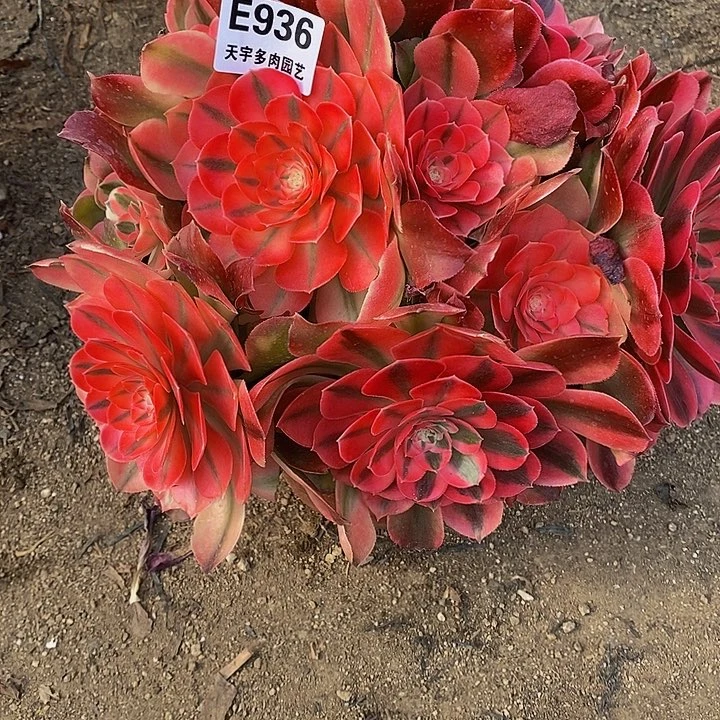 多肉香妃936多肉