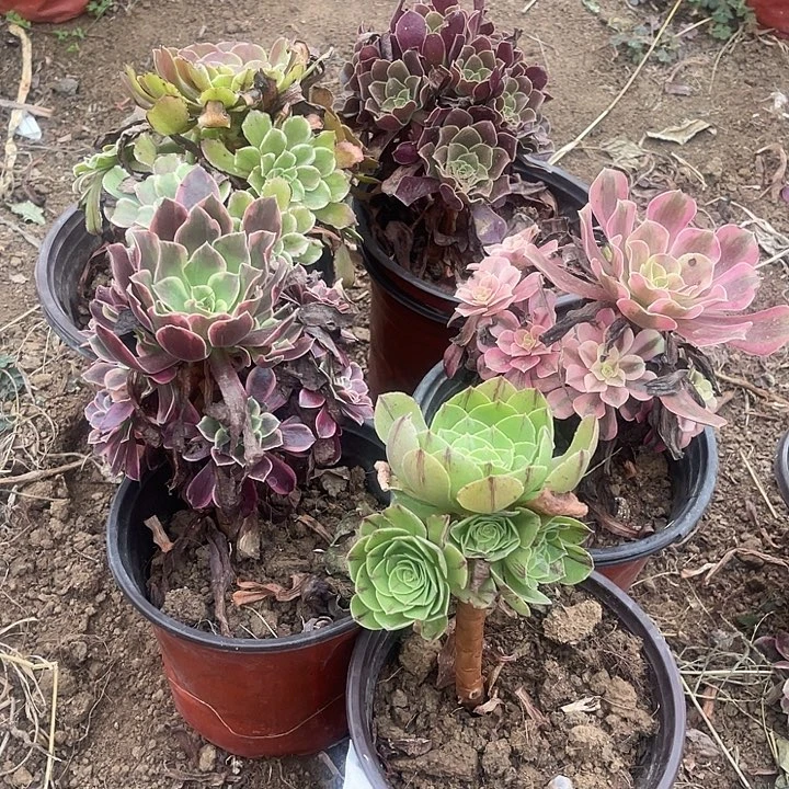 5棵玫瑰玫瑰玫瑰玫瑰