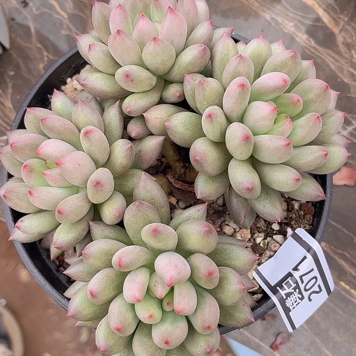 岩字2071多肉植物