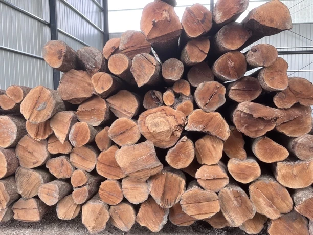 05金丝楠小叶桢楠，一物一拍，所拍货物以直播间为准