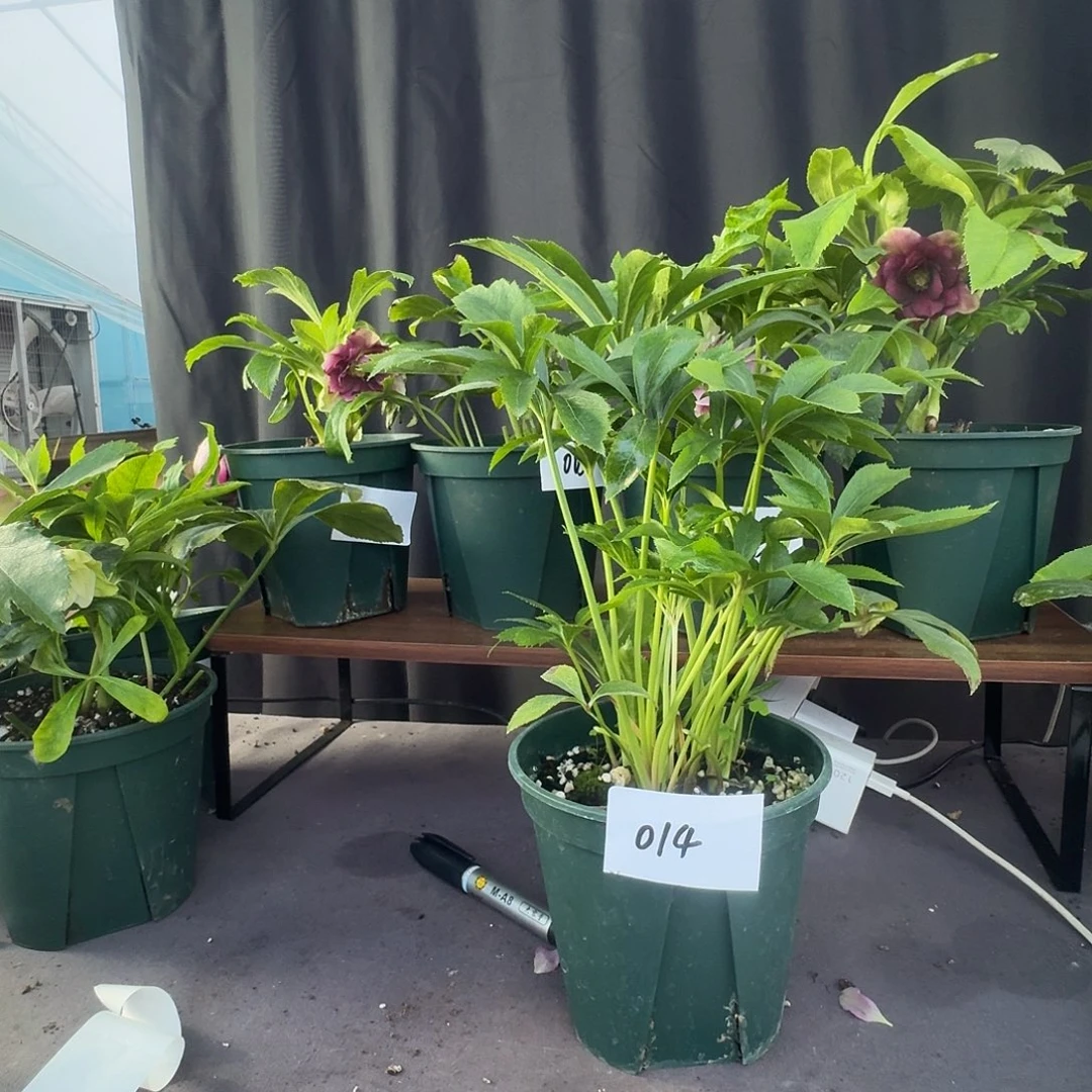 大***子少量花朵（建议范围：2朵-5朵 或40%以下）