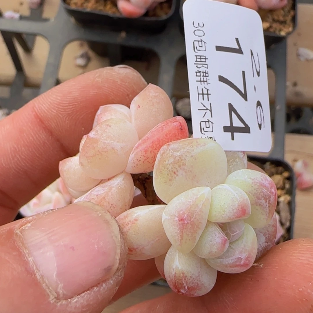 双头精控白体冰玉一颗