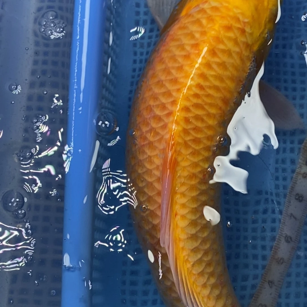 锦鲤冷水锦鲤包邮