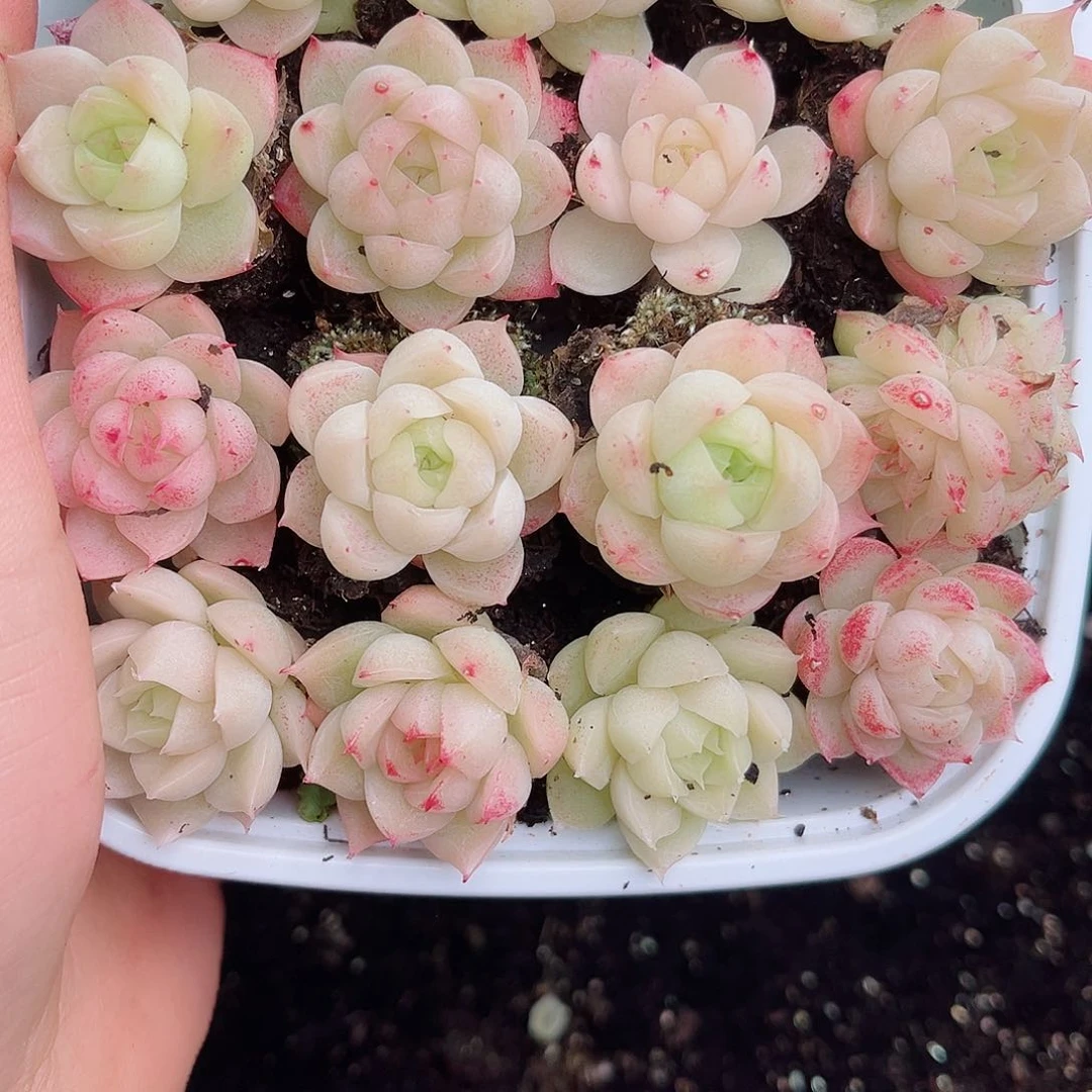 1-107 新疆西藏内蒙不发12.8包邮2-3公斤多肉