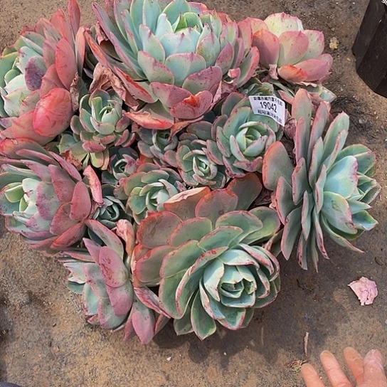 ?**?白玫瑰19042多肉