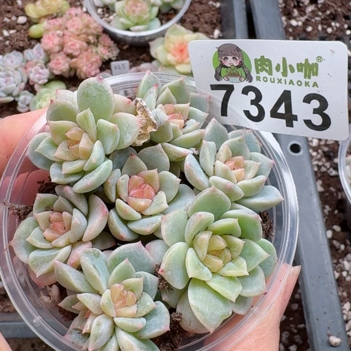 多肉植物多肉植物