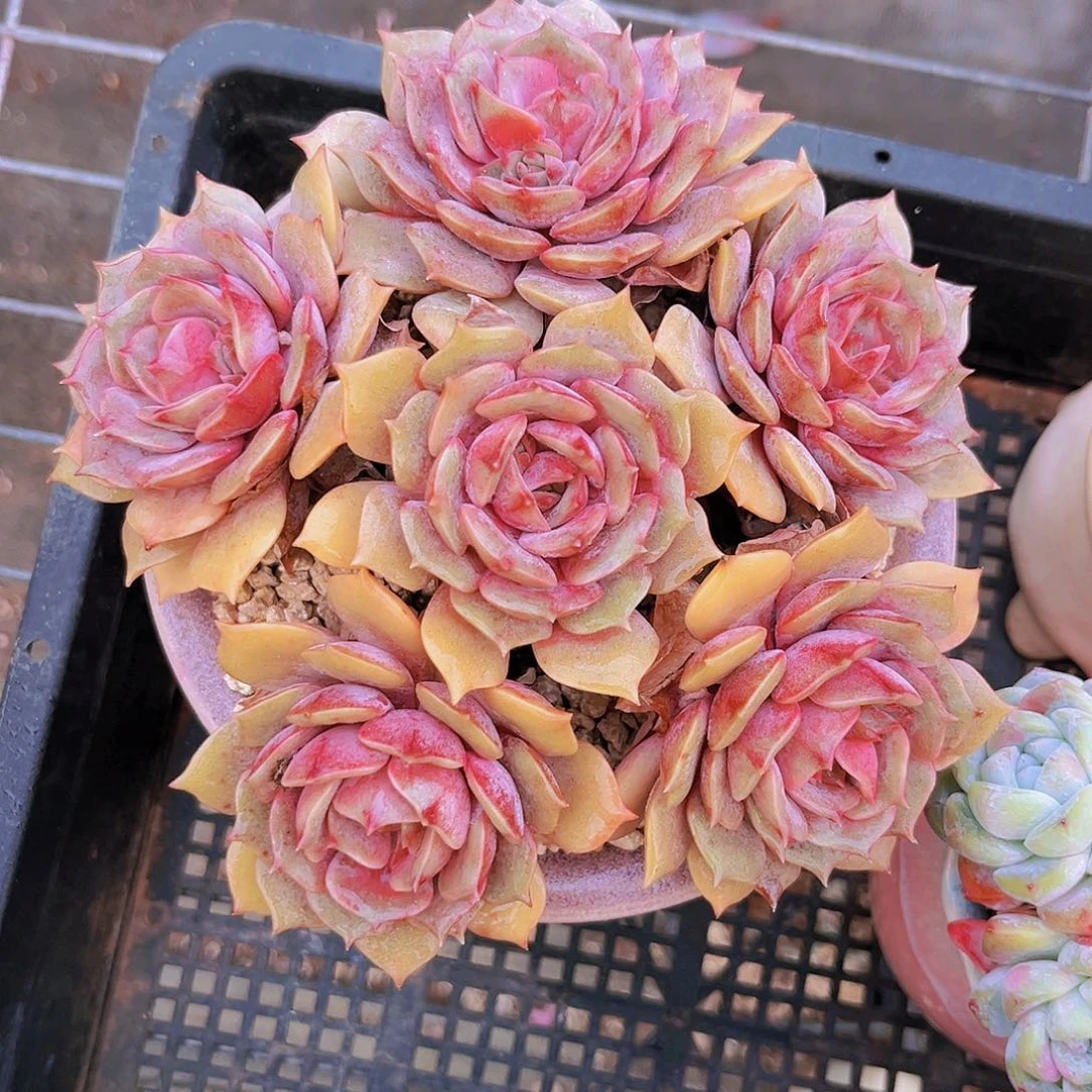 紫蝶16公分999999999