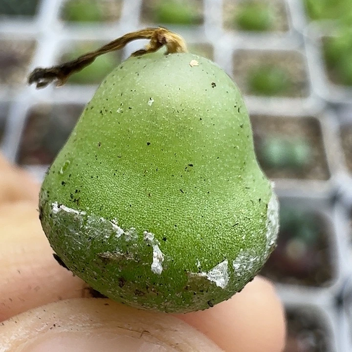 老马生石花大葫芦2339