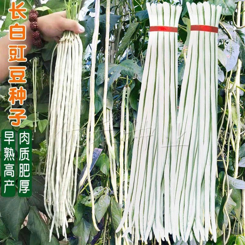 高产特长白豇豆种子厚肉甜豆角大田春夏秋季蔬菜种子白豆角春季