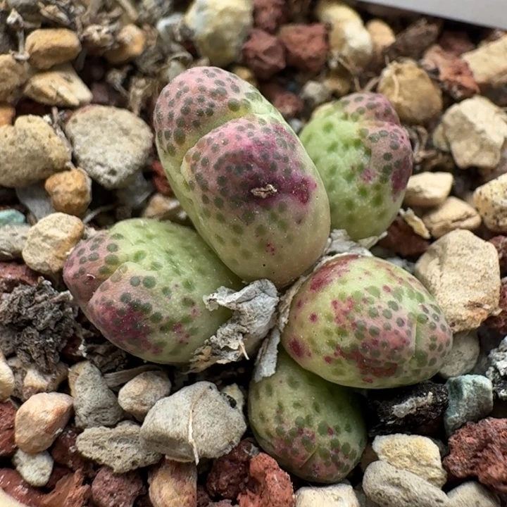 650 草莓斑马。