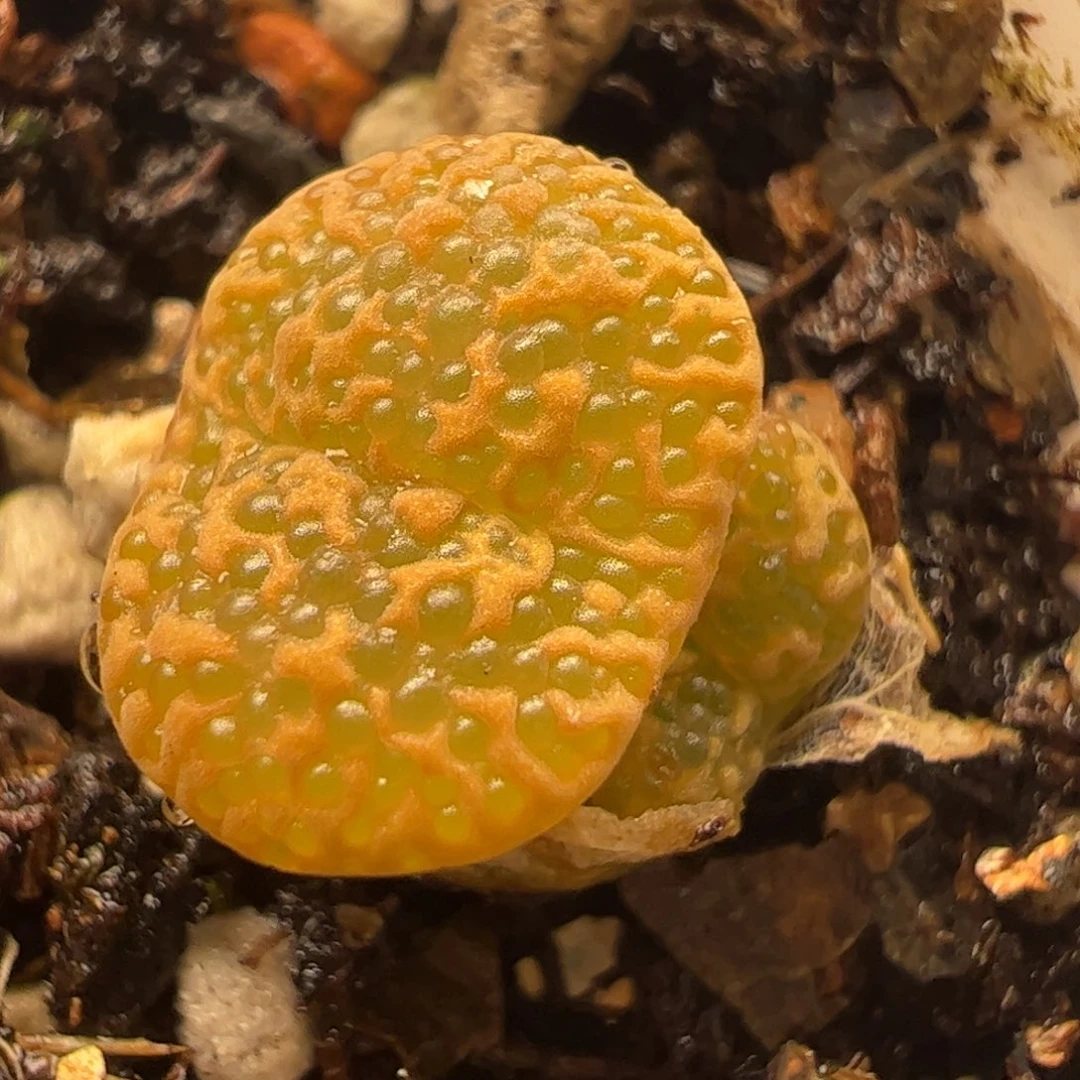 泡泡勋章多肉植物百科