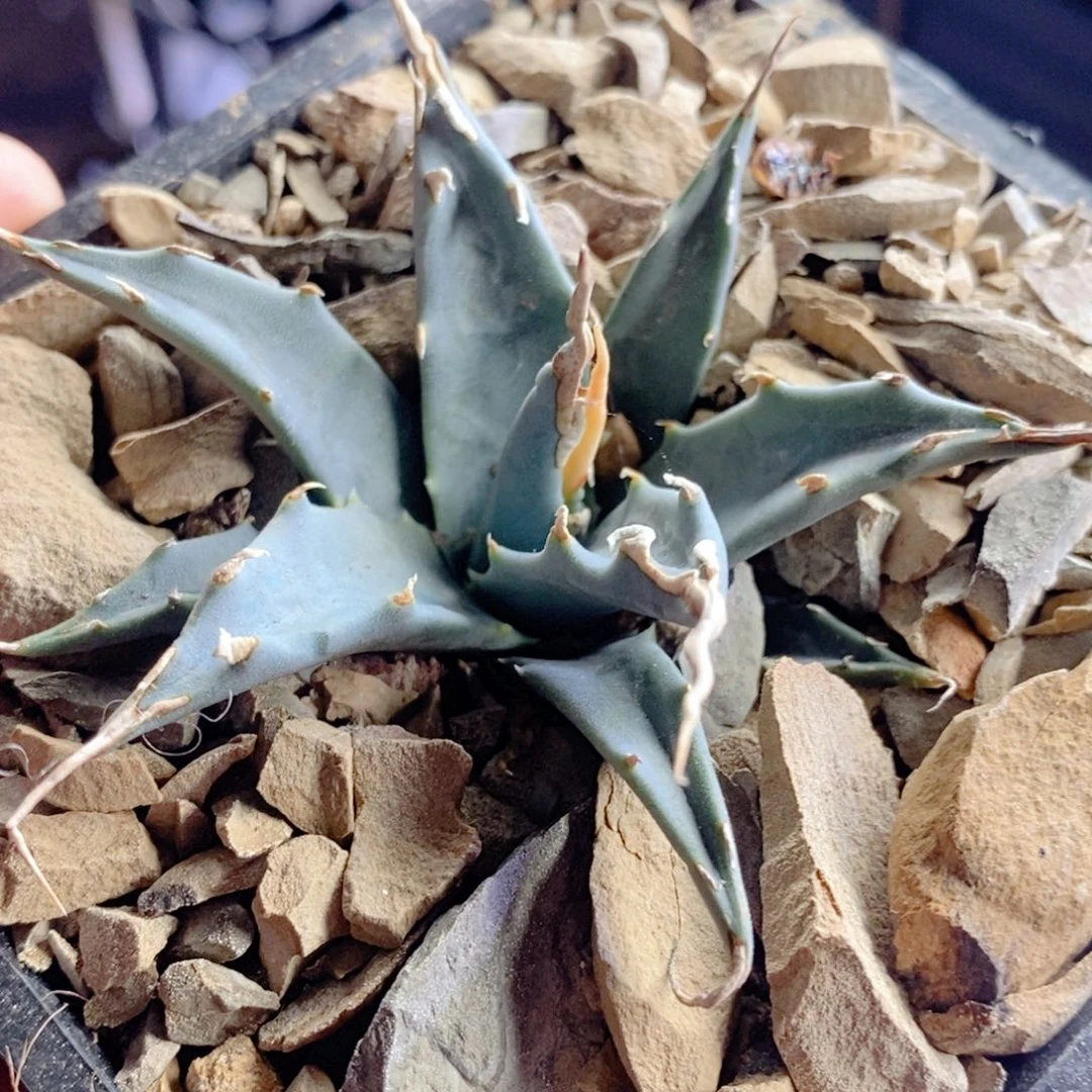 比***肽实生eb妖炎2222222