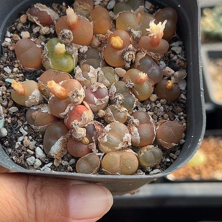 889号特价福利毛汗尼