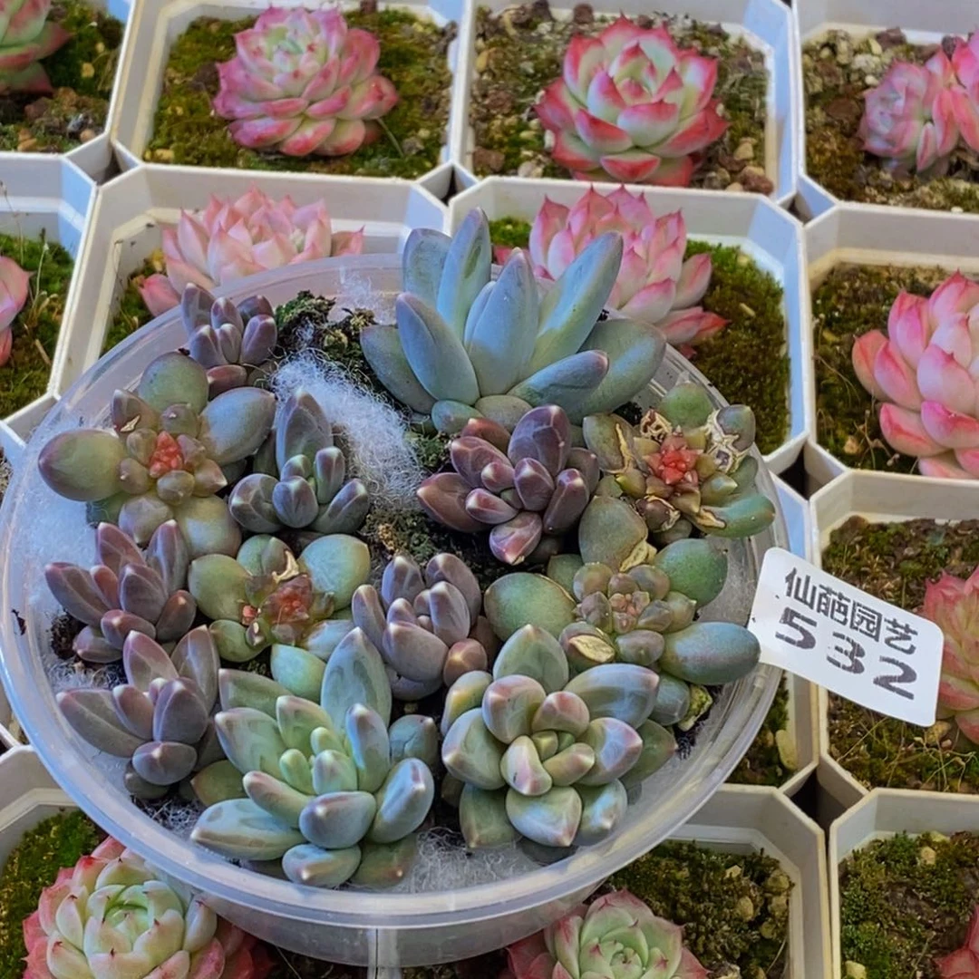 532多肉植物保护研究所量拍13颗