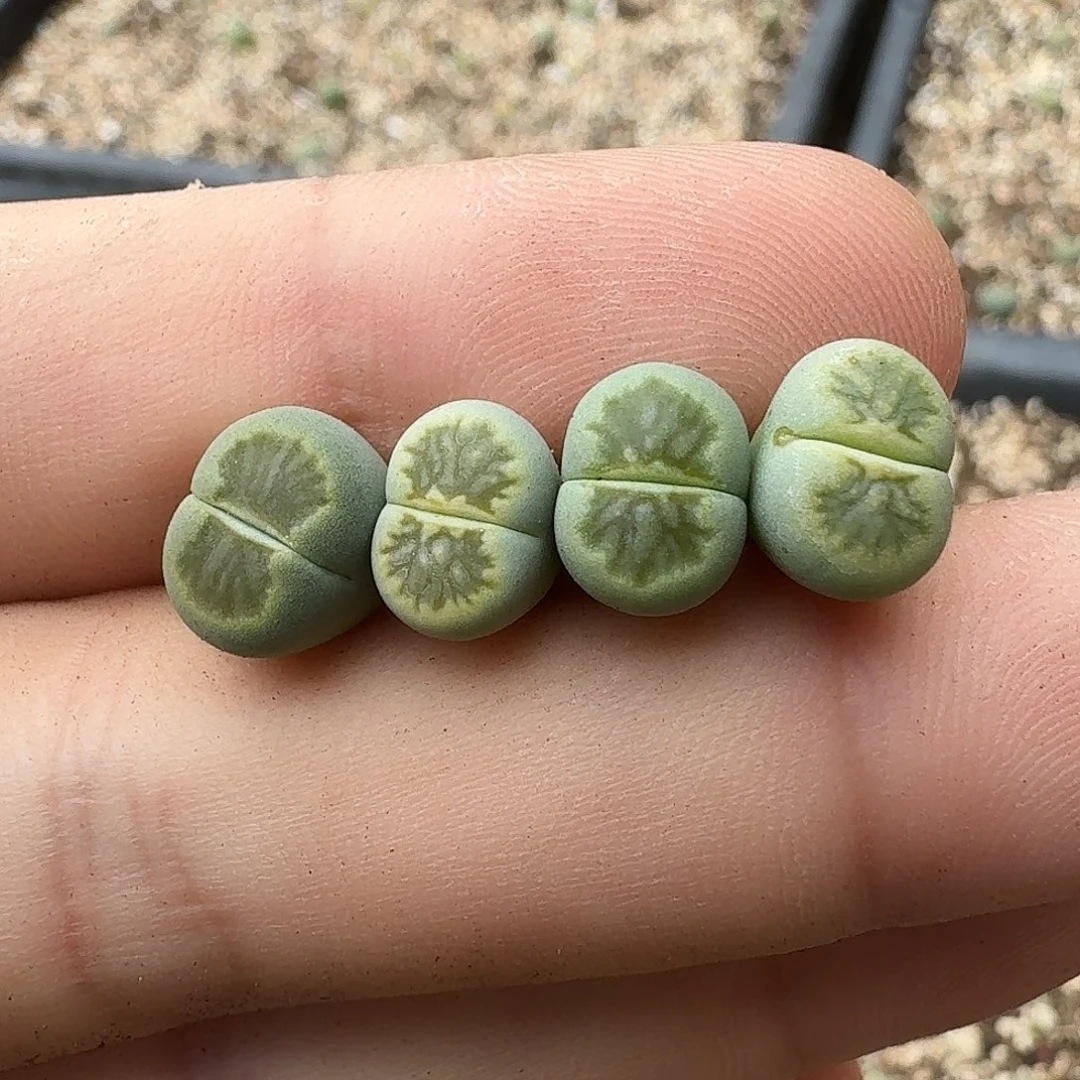 S874纯绿绿巴里版绿菊春播近两年半