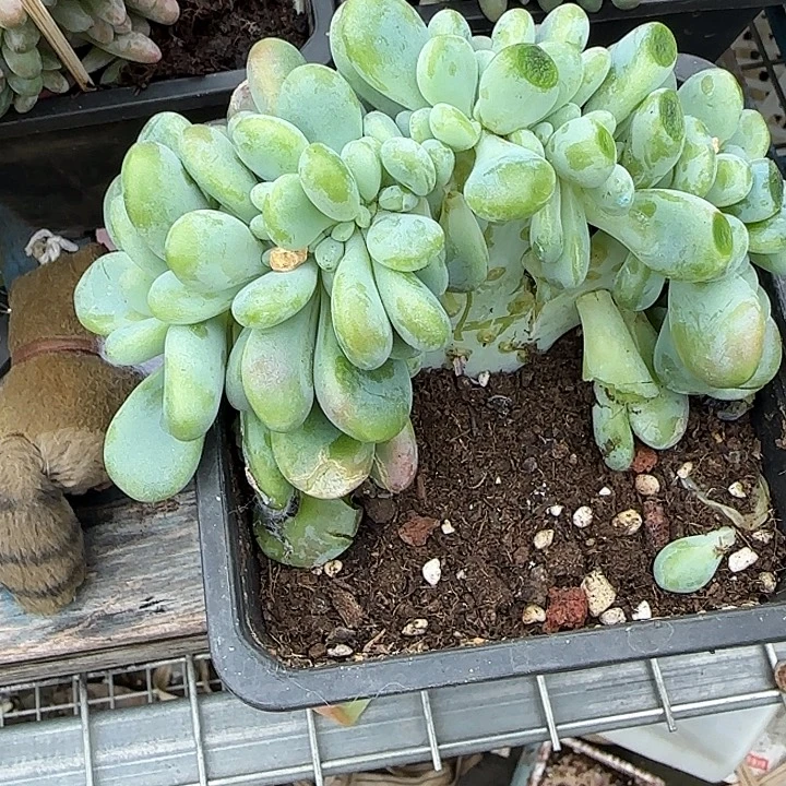 星****青蛙王子儿童牙膏套装11