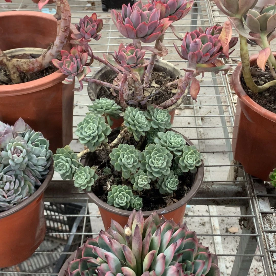 s**?粉布偶多肉植物