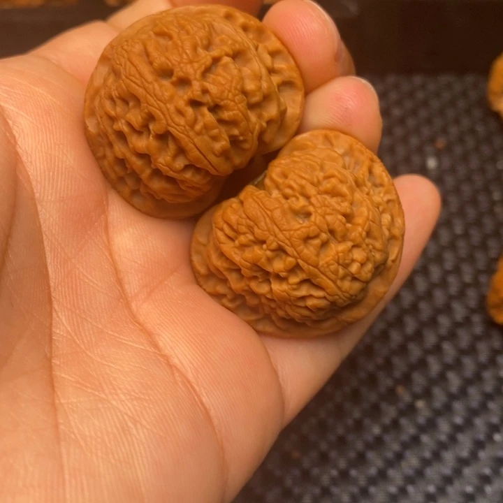 秦岭野生111111111111