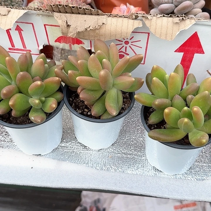 弥****云青蛙王子儿童牙膏111