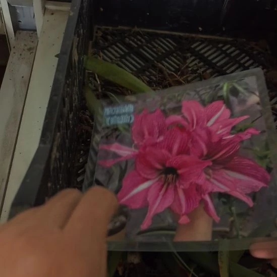 当前无花朵，栽培后可花朵玫瑰线2厘米裸根球