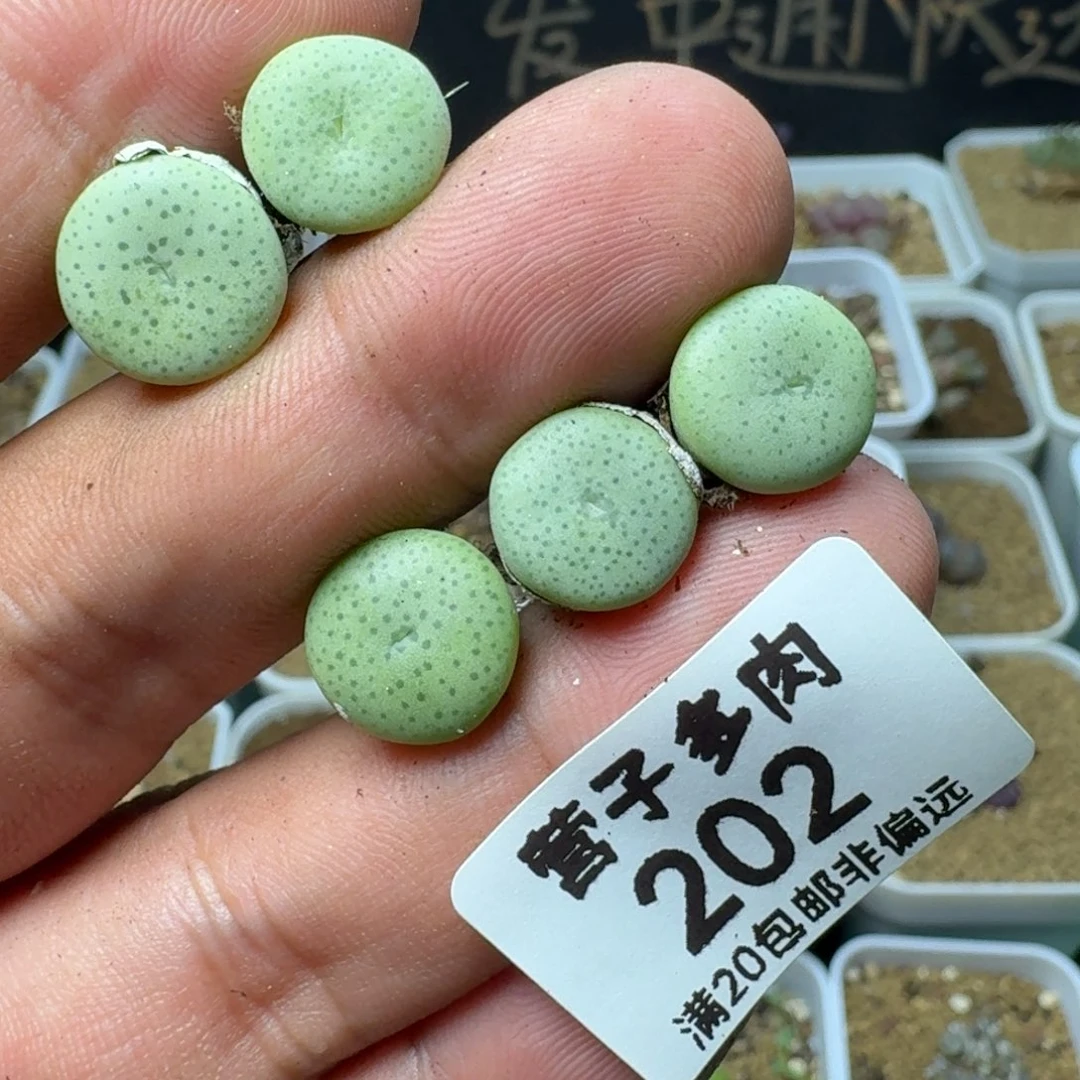 大饼