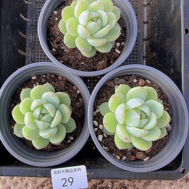 花时光精品多肉29