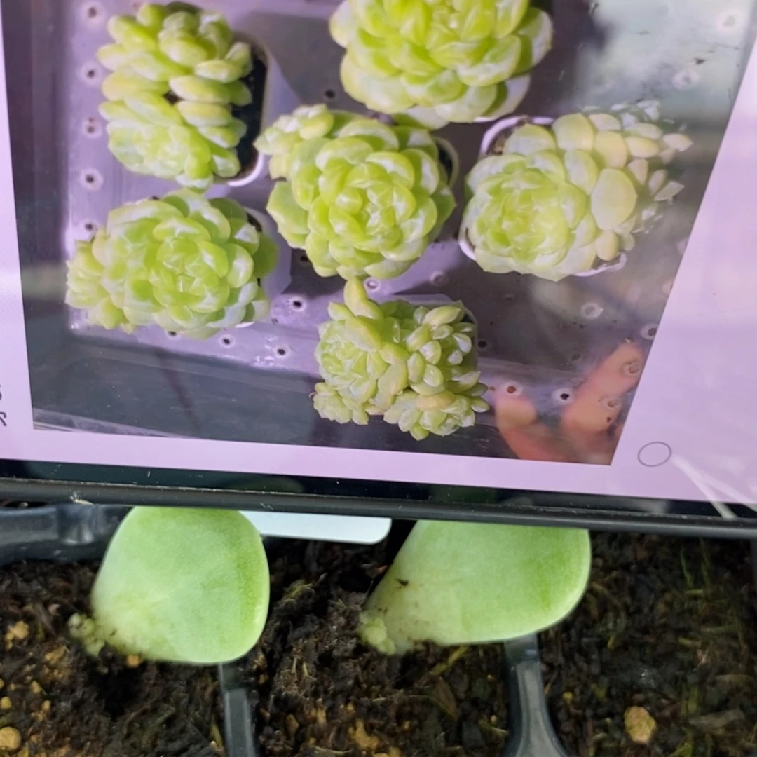 穴盘花开财富5芽苗一个多肉