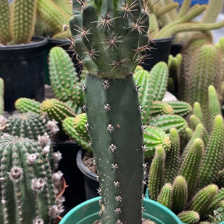 新品白花绿喉袖铺接母本