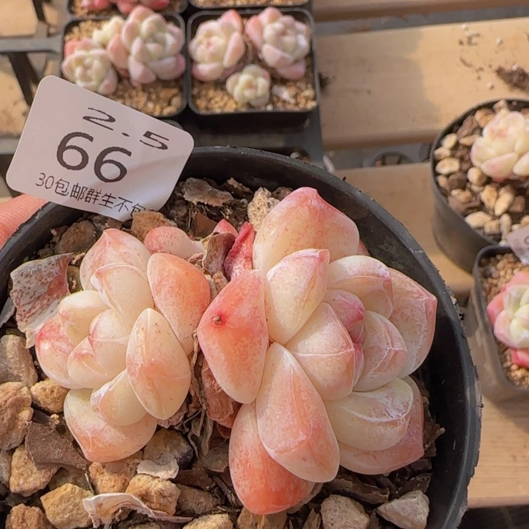 冰玉双头一颗脱土