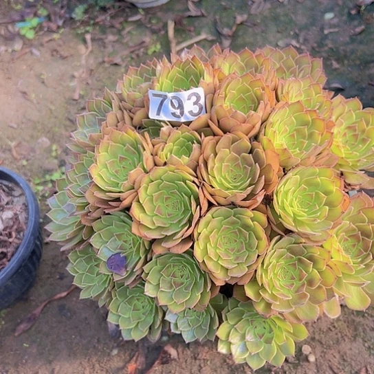 小***@多肉植物一个红魔