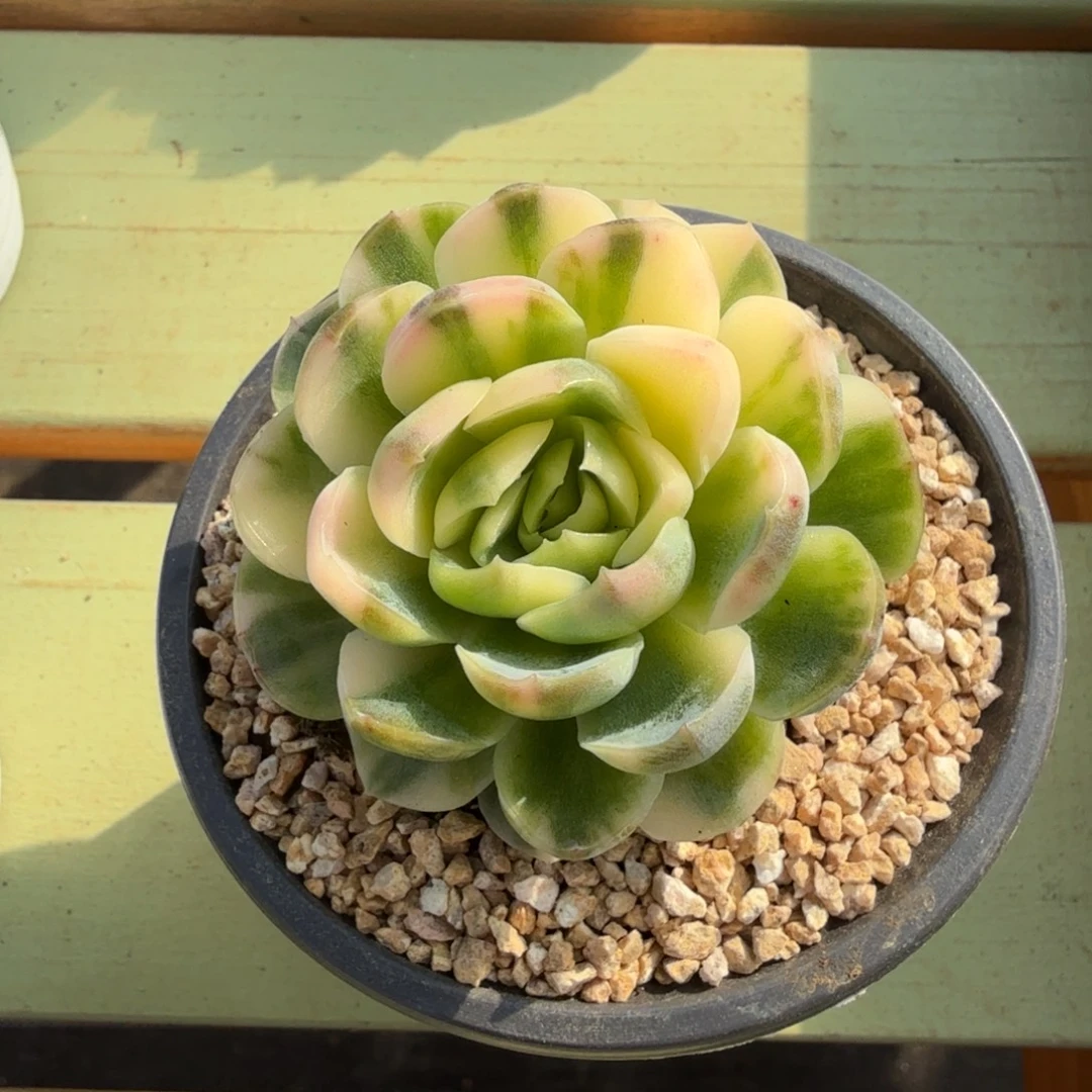 ****岫贝瑞锦锦上园艺一物一拍