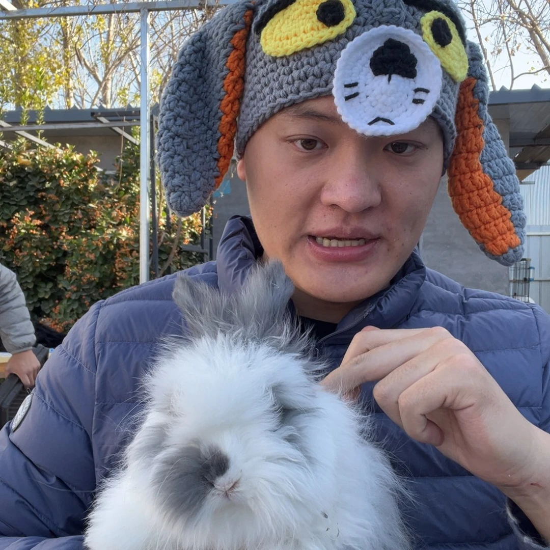 宠物兔英系安哥拉兔