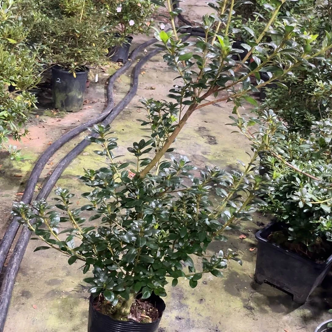皋月杜鹃单瓣花笠