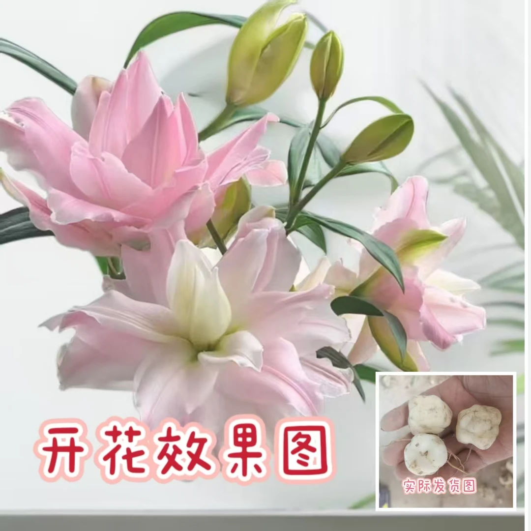 【香水百合种球】四季赏花重瓣花朵阳台庭院高温低温春夏秋冬种植