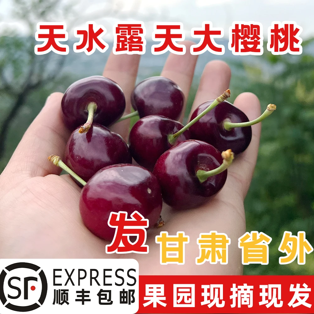 【发甘肃省外】天水露天大樱桃车厘子3斤5斤24-32mm顺丰