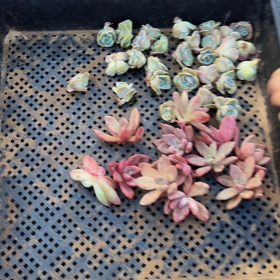 萍***姐可爱玫瑰30个桃花源12个