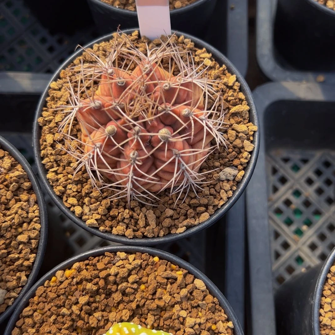 南***瓜仙人球多肉植物带盆土177