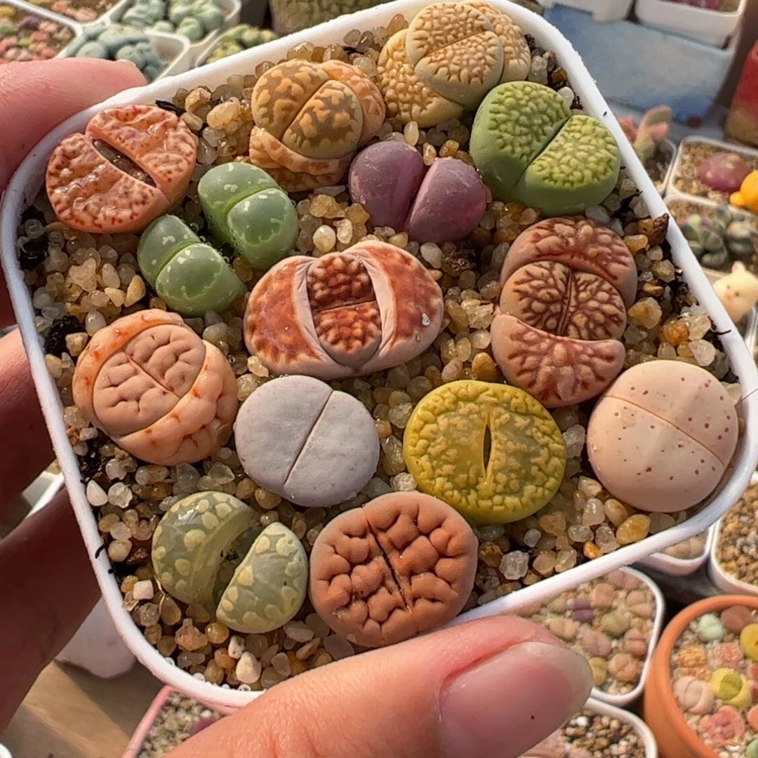 752多肉植物百科
