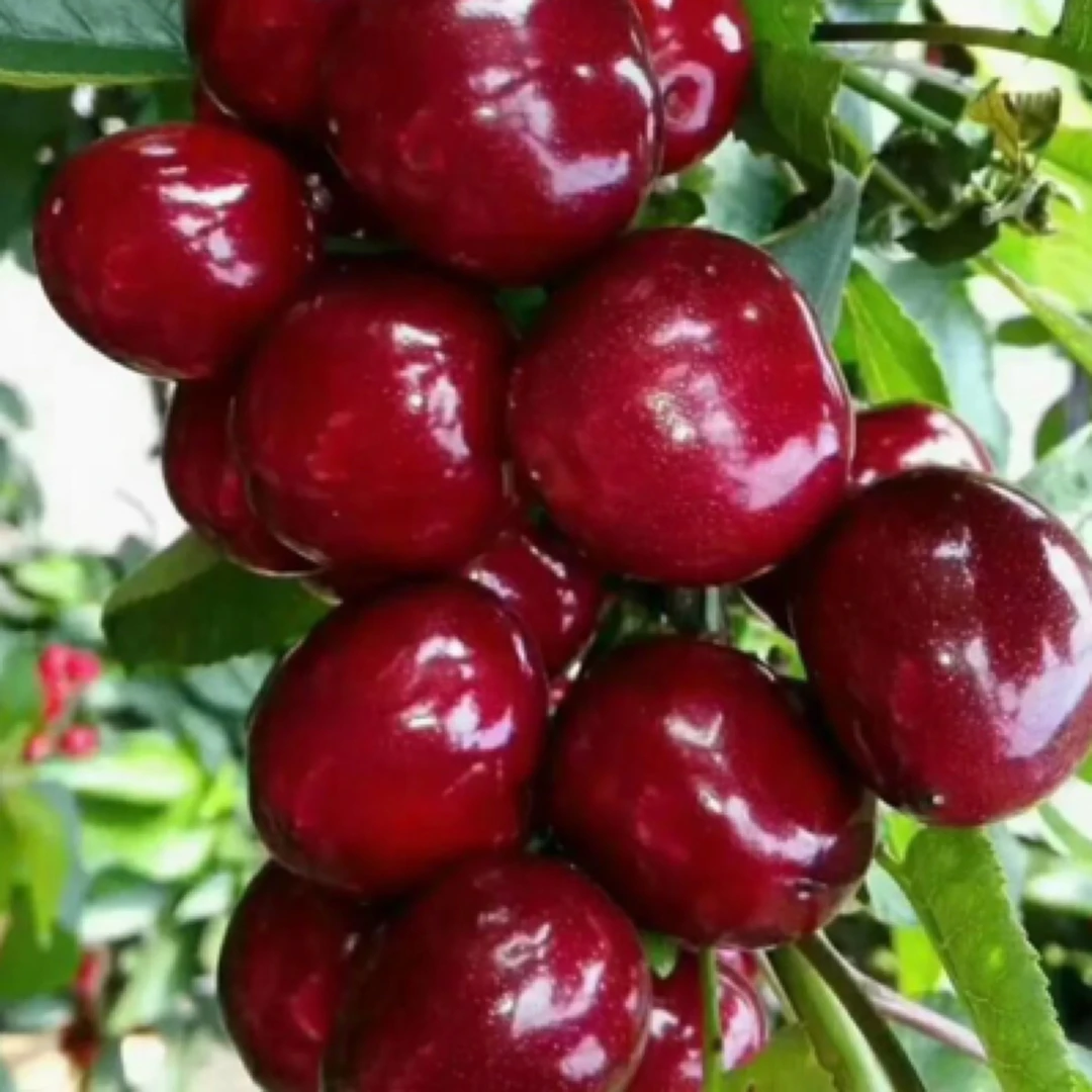 国产美早樱桃2J （500g)美早