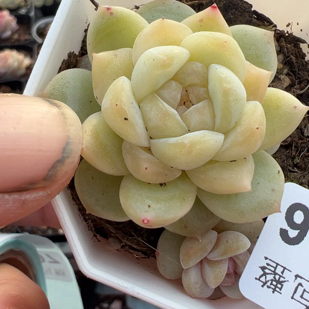 小卡拉米糖心一物一拍14-6