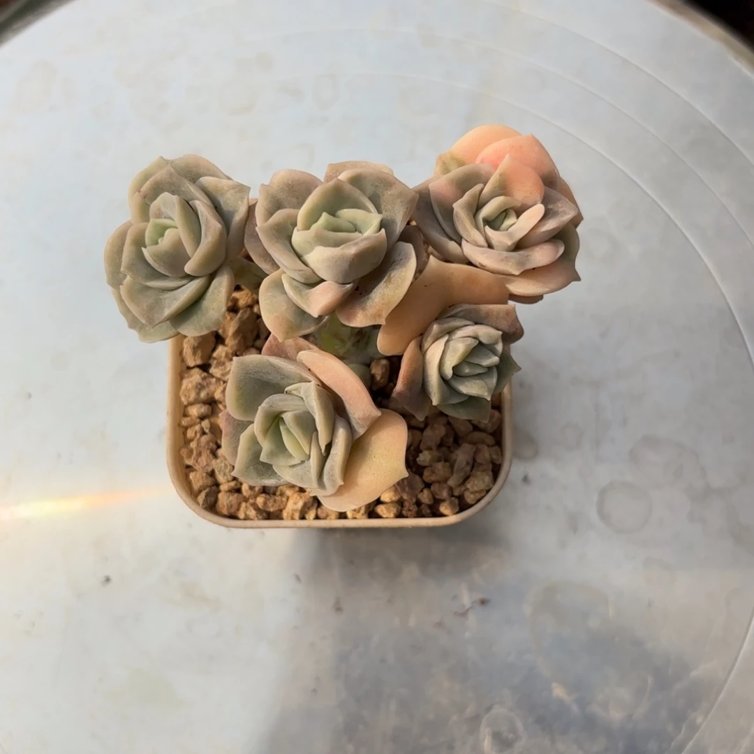 可爱玫瑰锦群一物一拍