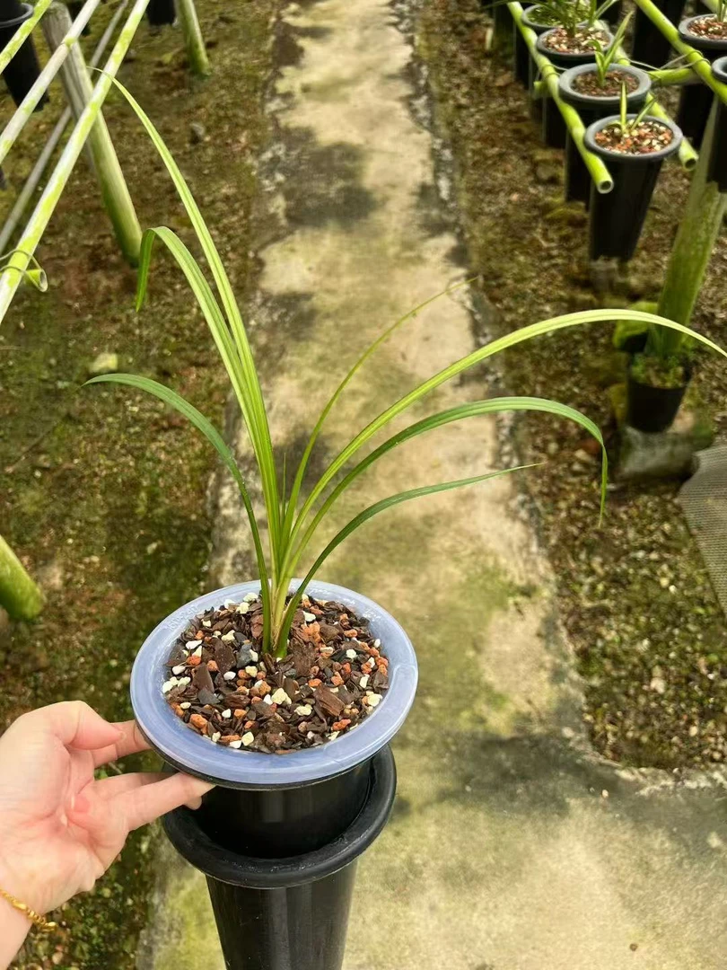 亦辰兰园 精品兰花一组