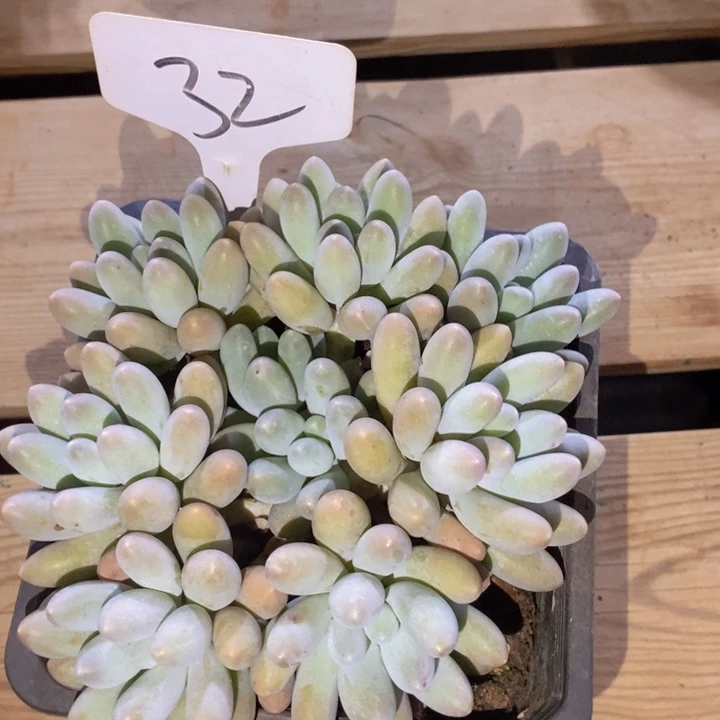 你不是说明天才上班呢