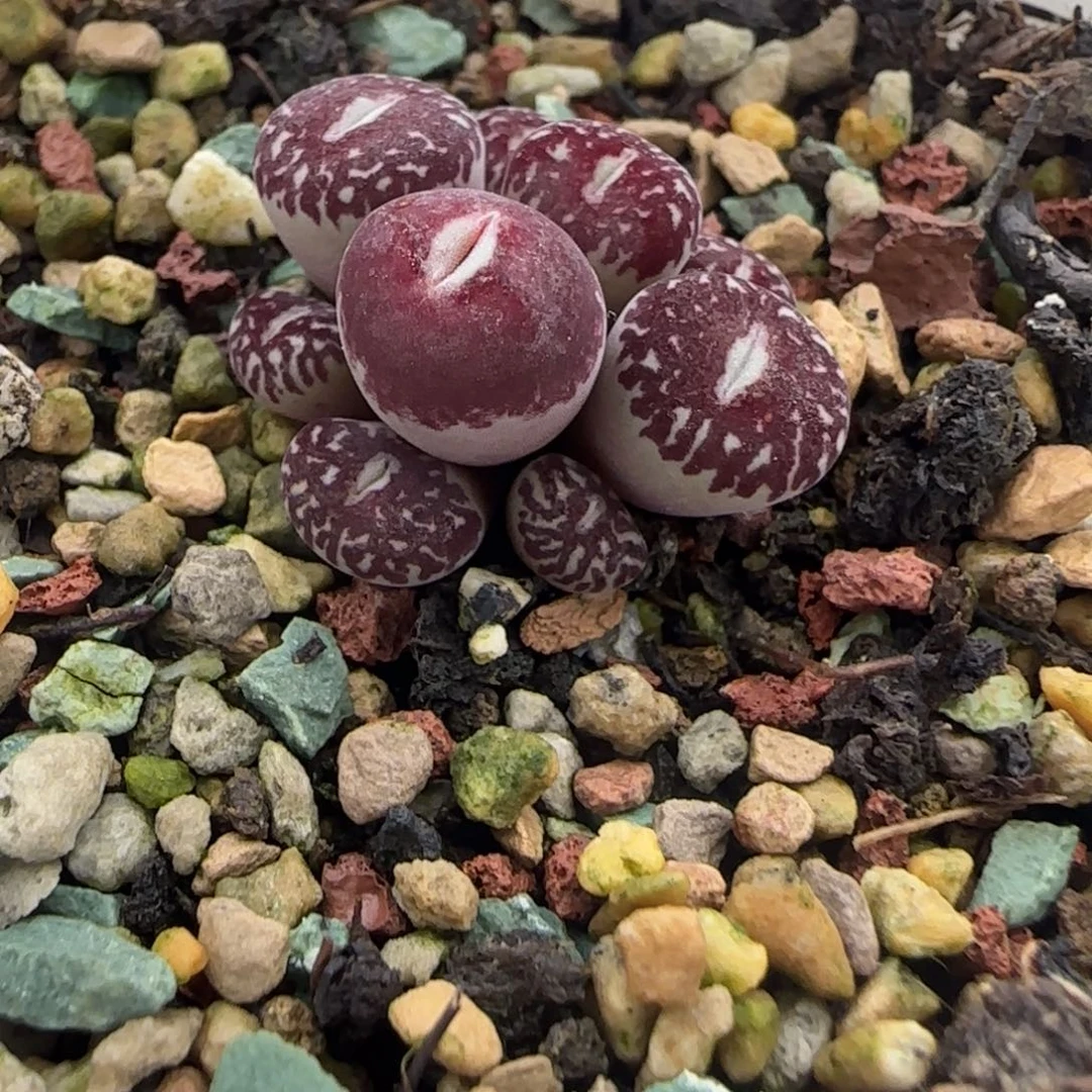 墨小锥全窗一群的植物