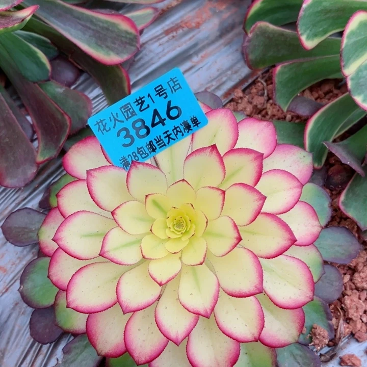 铜雀台3846多肉植物