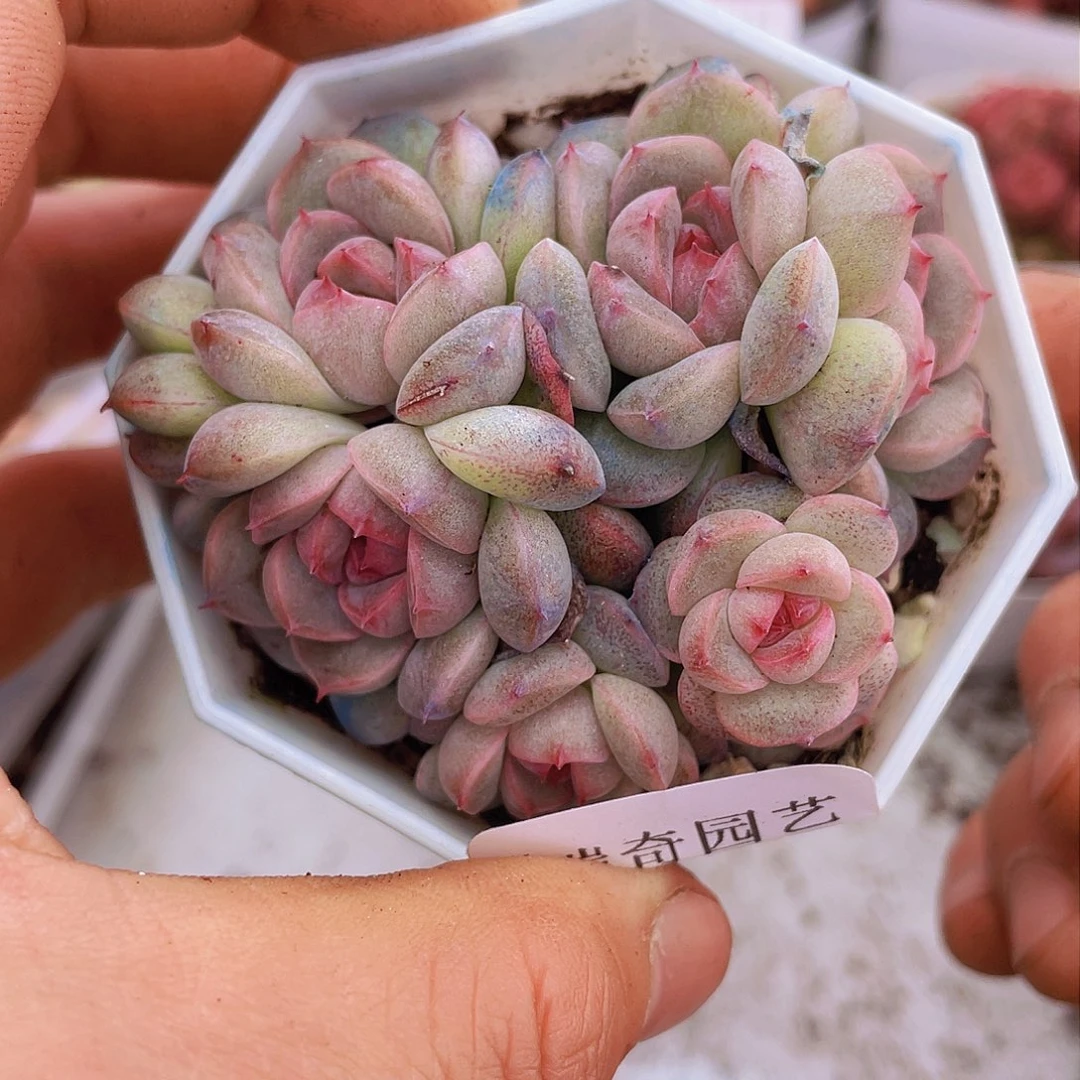 0000000000000006量拍