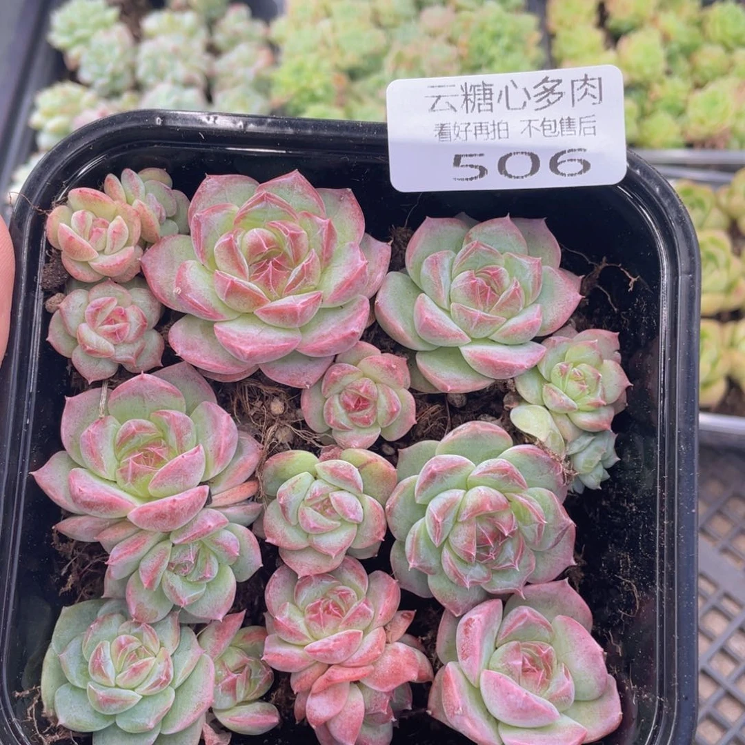 云糖心多肉植物506